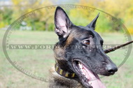 Collare in cuoio con piastre rettangolari per Malinois Collare in cuoio con piastre rettangolari per Malinois