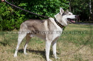 Collare con piastre di ottone per Laika della Siberia Collare con piastre di ottone per Laika della Siberia
