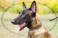 Collare in cuoio con piramidi per Malinois Collare in cuoio con piramidi per Malinois