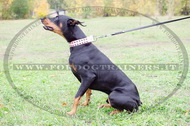 Collare in cuoio rosa con piramidi per Dobermann Collare in cuoio rosa con piramidi per Dobermann