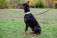 Collare in cuoio bianco con piramidi per Dobermann Collare in cuoio bianco con piramidi per Dobermann