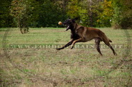 Collare in cuoio a strozzo per Malinois Collare in cuoio a strozzo per Malinois
