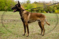 Collare in cuoio a strozzo, larghezza 6mm per Malinois Collare in cuoio a strozzo, larghezza 6mm per Malinois