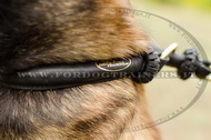 Collare in cuoio a strozzo per Malinois Collare in cuoio a strozzo per Malinois