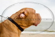 Collare regolabile in nylon per Dogue de Bordeaux Collare regolabile in nylon per Dogue de Bordeaux