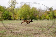 Collare regolabile in nylon per Malinois Collare regolabile in nylon per Malinois