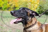 Collare in cuoio con piramidi per Malinois Collare in cuoio con piramidi per Malinois