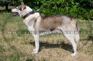 Collare con piramidi di bronzo per Laika della Siberia Collare con piramidi di bronzo per Laika della Siberia