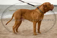 Collare in cuoio con piastre rettangolari per Dogue de Bordeaux Collare in cuoio con piastre rettangolari per Dogue de Bordeaux