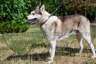 Collare con piastre rettangolari Laika della Siberia Collare con piastre rettangolari Laika della Siberia