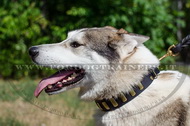 Collare in cuoio con piastre per Laika della Siberia Occidentale Collare in cuoio con piastre per Laika della Siberia Occidentale
