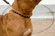 collare con borchie rotonde per Dogue de Bordeaux collare con borchie rotonde per Dogue de Bordeaux