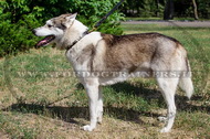 Collare con borchie rotonde per Laika della Siberia Occidentale Collare con borchie rotonde per Laika della Siberia Occidentale