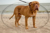 Collare in cuoio con borchie a punta per Dogue de Bordeaux Collare in cuoio con borchie a punta per Dogue de Bordeaux
