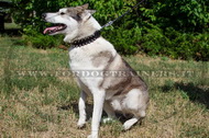 Collare con borchie a punta per Laika della Siberia Occidentale Collare con borchie a punta per Laika della Siberia Occidentale