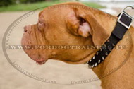 Collare in nylon con borchie a punta per Dogue de Bordeaux Collare in nylon con borchie a punta per Dogue de Bordeaux