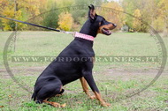 Collare in cuoio rosa con borchie a punta per Dobermann Collare in cuoio rosa con borchie a punta per Dobermann