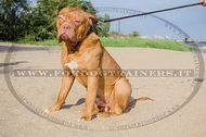 Collare in cuoio con borchie a punta per Dogue de Bordeaux Collare in cuoio con borchie a punta per Dogue de Bordeaux