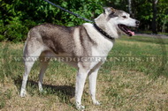 Collare con borchie a punta per Laika della Siberia Occidentale Collare con borchie a punta per Laika della Siberia Occidentale