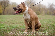 Collare in cuoio bianco con borchie a punta per Amstaff Collare in cuoio bianco con borchie a punta per Amstaff