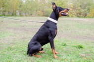 Collare in cuoio bianco con borchie a punta per Dobermann Collare in cuoio bianco con borchie a punta per Dobermann