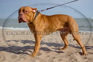Collare in cuoio con borchie a punta per Dogue de Bordeaux Collare in cuoio con borchie a punta per Dogue de Bordeaux