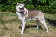 Collare con borchie a punta per Laika della Siberia Collare con borchie a punta per Laika della Siberia