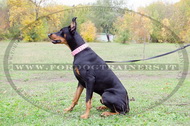 Collare in pelle rosa con borchie a punta per Dobermann Collare in pelle rosa con borchie a punta per Dobermann