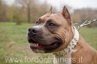 Collare in cuoio bianco con borchie a punta per Amstaff Collare in cuoio bianco con borchie a punta per Amstaff