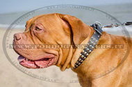 Collare in cuoio con borchie a piramide per Dogue de Bordeaux Collare in cuoio con borchie a piramide per Dogue de Bordeaux