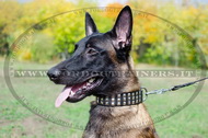 Collare in cuoio con borchie a piramide per Malinois Collare in cuoio con borchie a piramide per Malinois