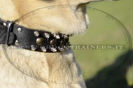 Collare in cuoio con borchie decorative per Labrador