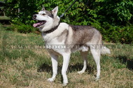 Collare esclusivo con borchie decorative per Laika Collare esclusivo con borchie decorative per Laika