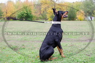 Collare bianco con borchie decorative per Dobermann Collare bianco con borchie decorative per Dobermann