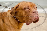 Collare con borchie a semisfera e piramidi per Dogue de Bordeaux Collare con borchie a semisfera e piramidi per Dogue de Bordeaux
