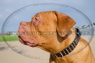 Collare in cuoio con borchie decorative per Dogue de Bordeaux Collare in cuoio con borchie decorative per Dogue de Bordeaux