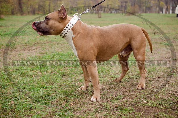 Amstaff con collare originale bianco