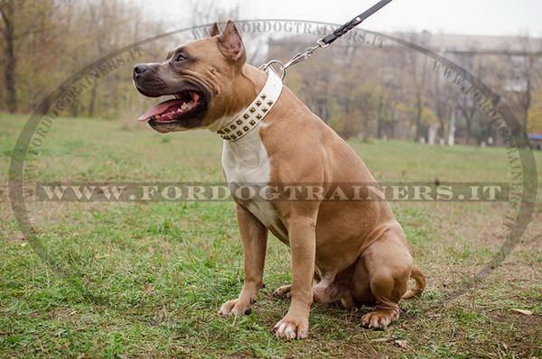 Amstaff con collare decorativo bianco