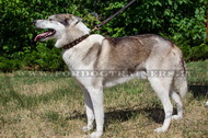 Collare con borchie quadrate per Laika della Siberia Occidentale Collare con borchie quadrate per Laika della Siberia Occidentale