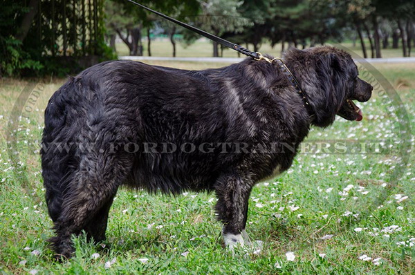 Cane da pastore del Caucaso con collare di cuoio