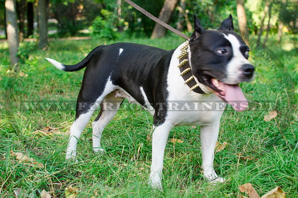 Amstaff con collare largo con borchie di bronzo