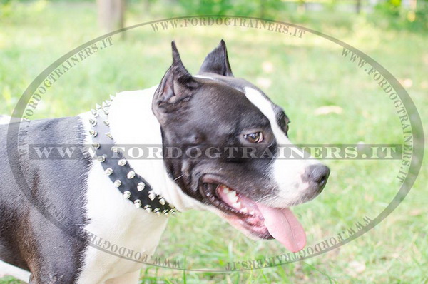 American Staffordshire Terrier con collare di cuoio