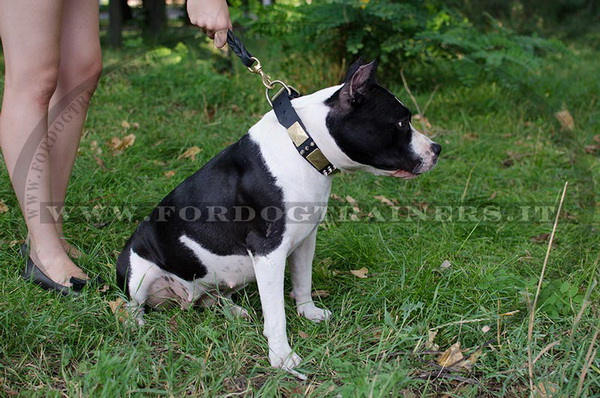 American Staffordshire Terrier con collare con design originale