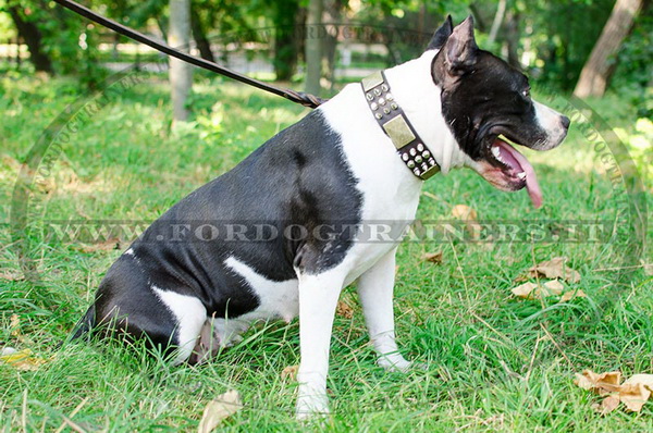 American Staffordshire Terrier con collare decorativo