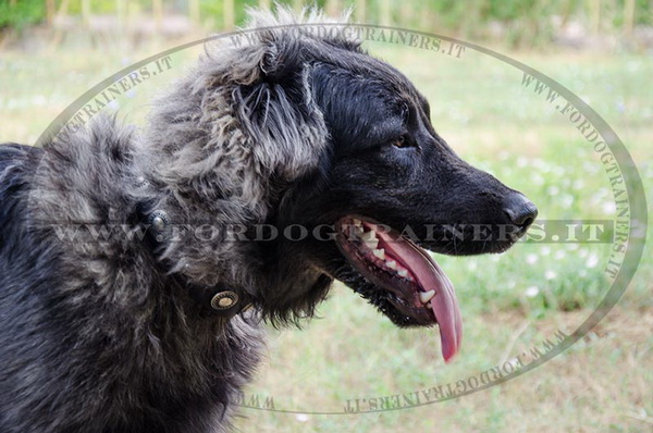 Cane da pastore del Caucaso con collare leggero in nylon
