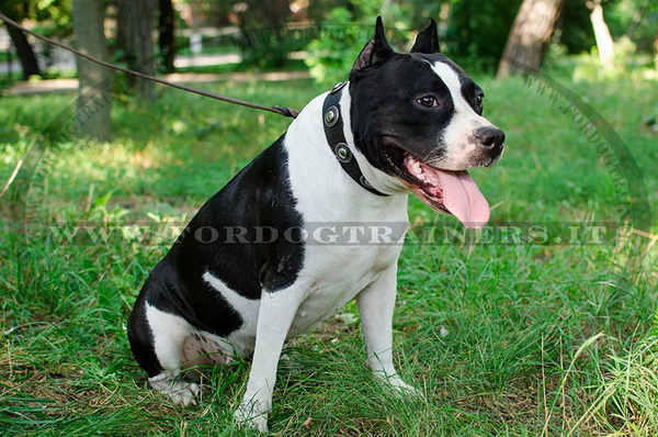 Amstaff con collare di pelle naturale