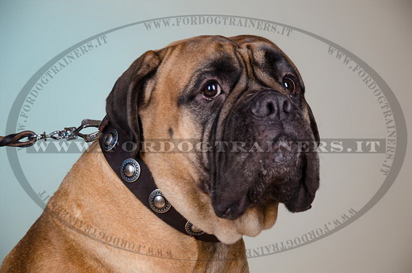 Bullmastiff con collare di pelle naturale