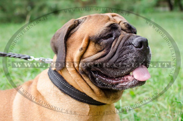 Bullmastiff con collare classico di cuoio