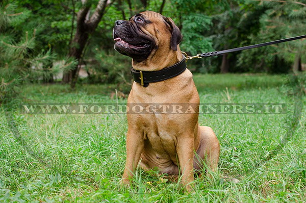 Bullmastiff con collare di cuoio