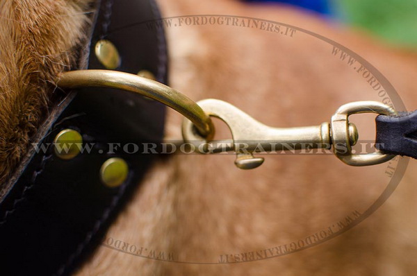 Anello del collare classico per Bullmastiff